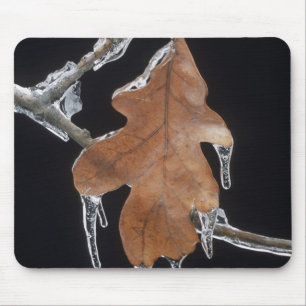 Oak Leaf with Ice Sickles After Ice Storm ; Mouse Pad