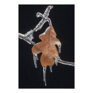 Oak Leaf with Ice Sickles After Ice Storm ; Photo Print