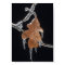 Oak Leaf with Ice Sickles After Ice Storm ;