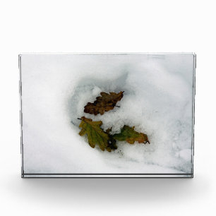 Oak leaves in the snow holiday card canvas print photo block