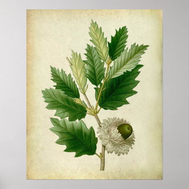 Oak Leaves no.8 Housewarming gift Poster (Front)