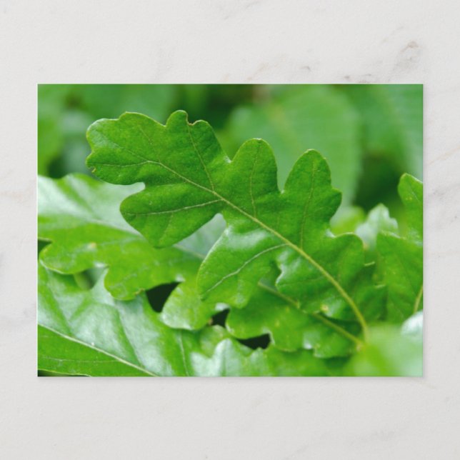 Oak Leaves Postcard (Front)