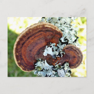 Oak Mazegill Fungus Postcard