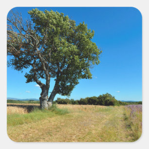 Oak tree and agriculture in France Square Sticker