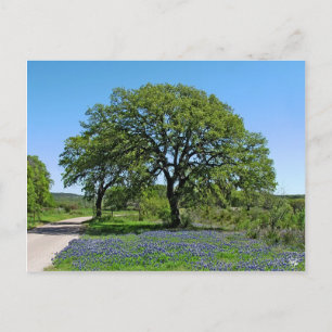 Oak Tree and Bluebonnets near Johnson City, TX Postcard