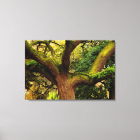 Oak tree