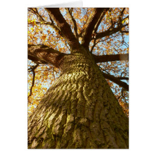 Oak Tree Card