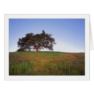 "Oak Tree Glow"