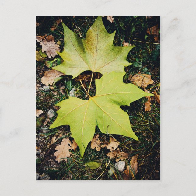 Oak tree green leaves postcard (Front)