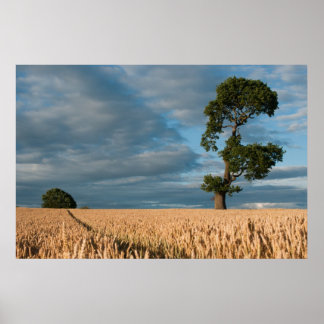 Oak tree in a wheat field poster