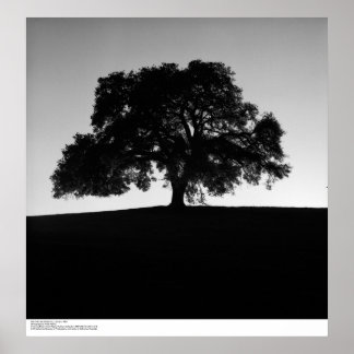 Oak Tree near Santa Cruz, January, 1963 Poster