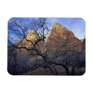 Oak trees in winter, Court of the Patriarchs Magnet