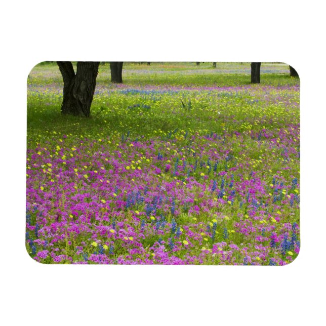 Oak Trees with field of Phlox, Blue Bonnets Magnet (Horizontal)