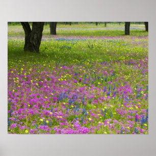 Oak Trees with field of Phlox, Blue Bonnets Poster