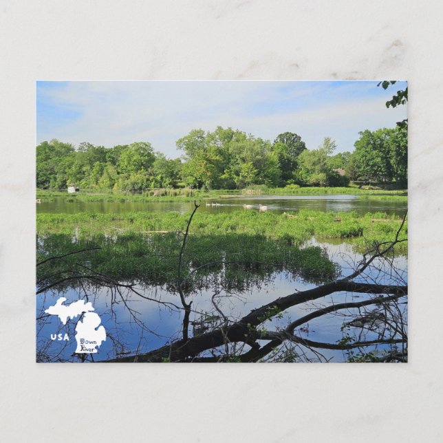 Oakland Metropark Swans with Logo Postcard (Front)