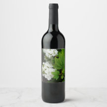 Oakleaf Hydrangea