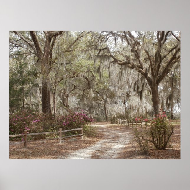 Oaks and Spanish Moss Poster (Front)