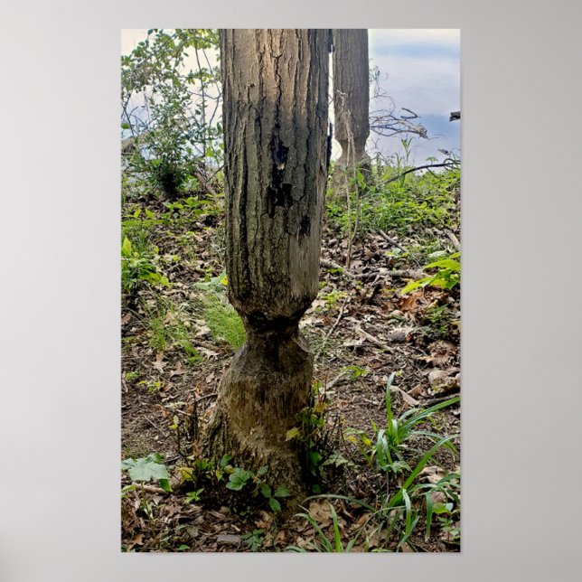 Oakwoods Metropark Beaver Trail Poster (Front)