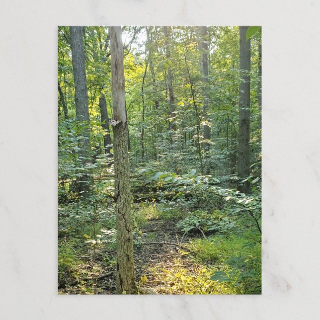 Oakwoods Metropark Trail Postcard Summer Forest (Creator Uploaded)