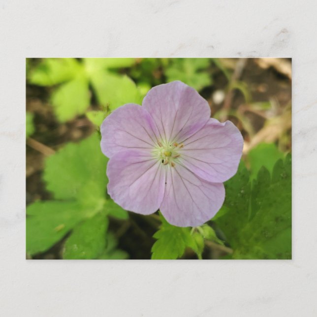 Oakwoods Metropark Wild Geranium Postcard (Front)