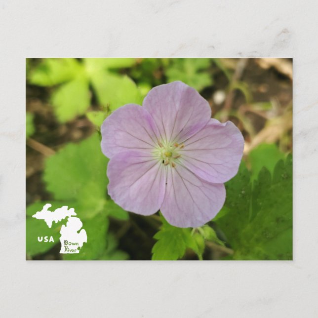 Oakwoods Metropark Wild Geranium with Logo Postcard (Front)