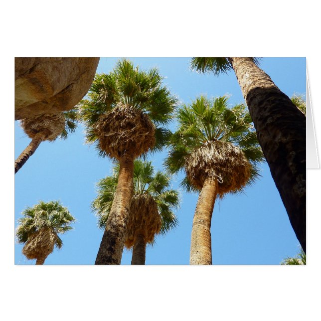Oasis Palms in Joshua Tree National Park (Front Horizontal)