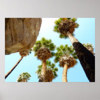 Oasis Palms in Joshua Tree National Park