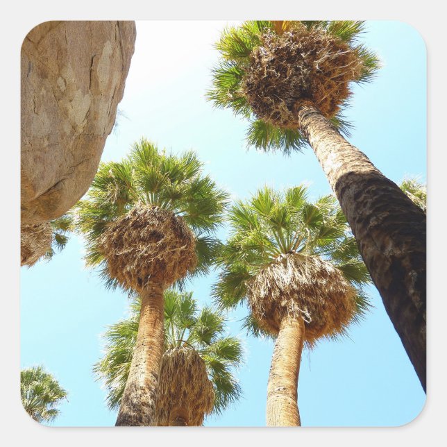 Oasis Palms in Joshua Tree National Park Square Sticker (Front)