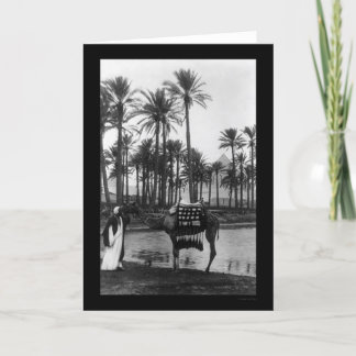 Oasis View Pyramid 1902 Card