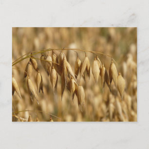 Oat Field Postcard
