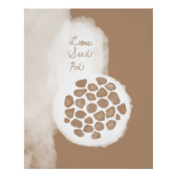 objet_11_lotus seed pod glossy poster