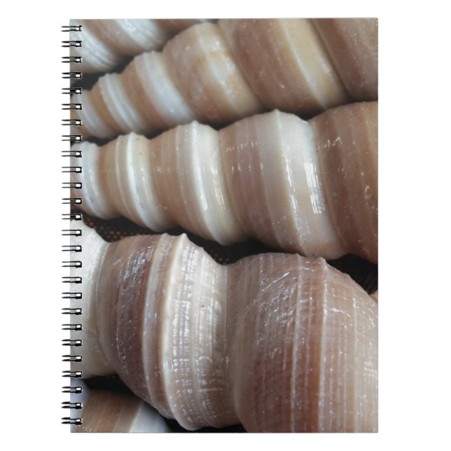 Oblong  Summer Seashells, Summer Season Spiral Notebook (Front)