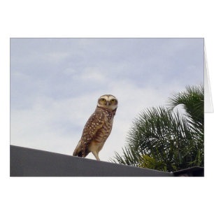 Observant Owl v2