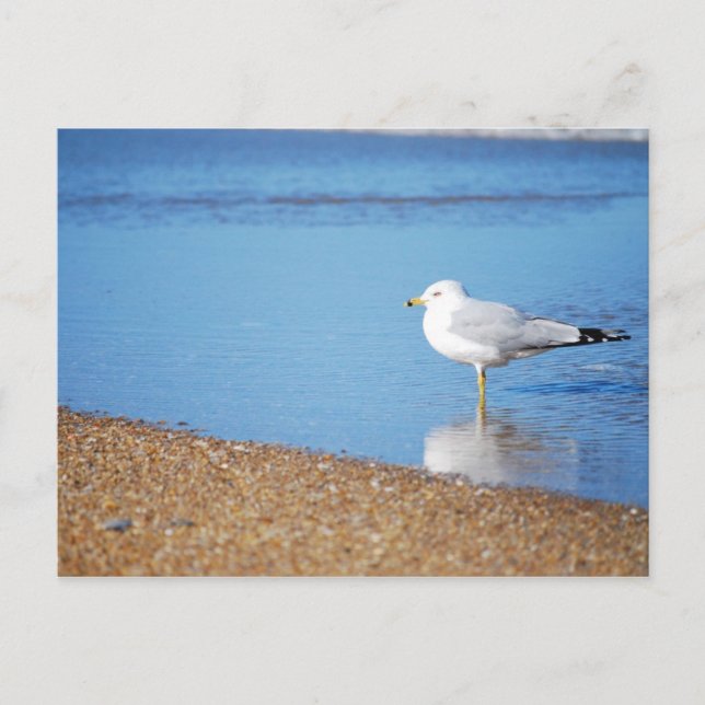 OBX Seagull on the North Carolina Coast Bird Postcard (Front)