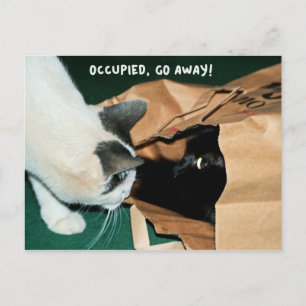 Occupied, Go Away! Funny Cats Postcard