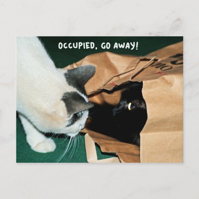 Occupied, Go Away! Funny Cats Postcard (Front)