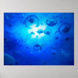 Ocean Blue Jellyfish Photo Poster