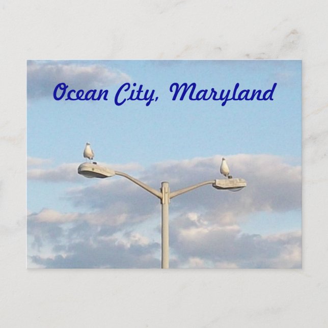 Ocean City Birds Postcard (Front)