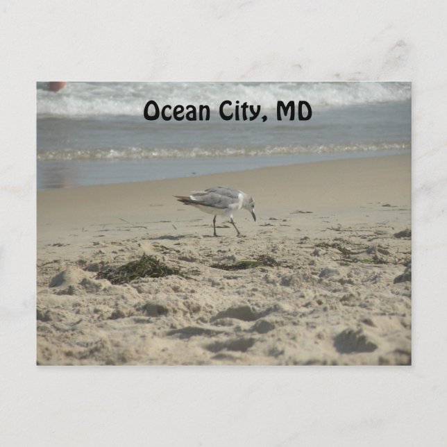Ocean City, MD Postcard (Front)