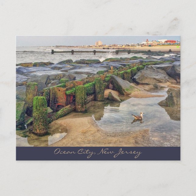 Ocean City, New Jersey Post Card-Morning Swimmer Postcard (Front)