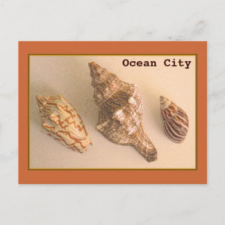 Ocean City Shells Postcard