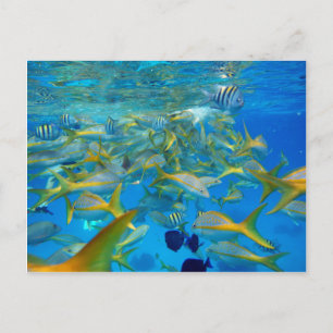 Ocean Fish Postcard
