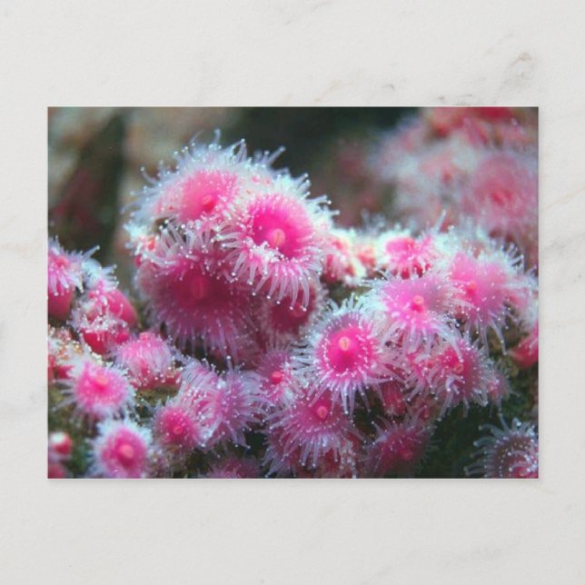 Ocean Flora Postcard (Front)