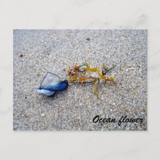 Ocean flower postcard