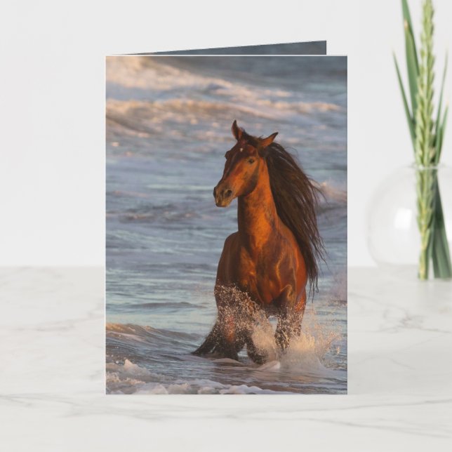Ocean Horse at Sunset Horse Greeting Card (Front)
