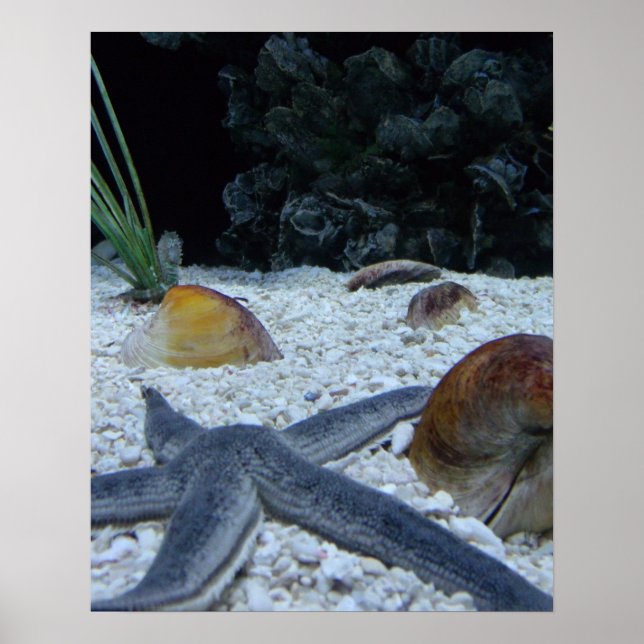 Ocean Life Poster (Front)