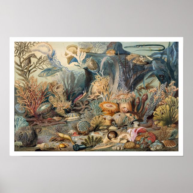 Ocean Life vintage painting with sea creatures Poster (Front)
