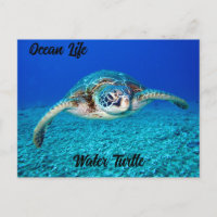 Ocean Life Water Turtle