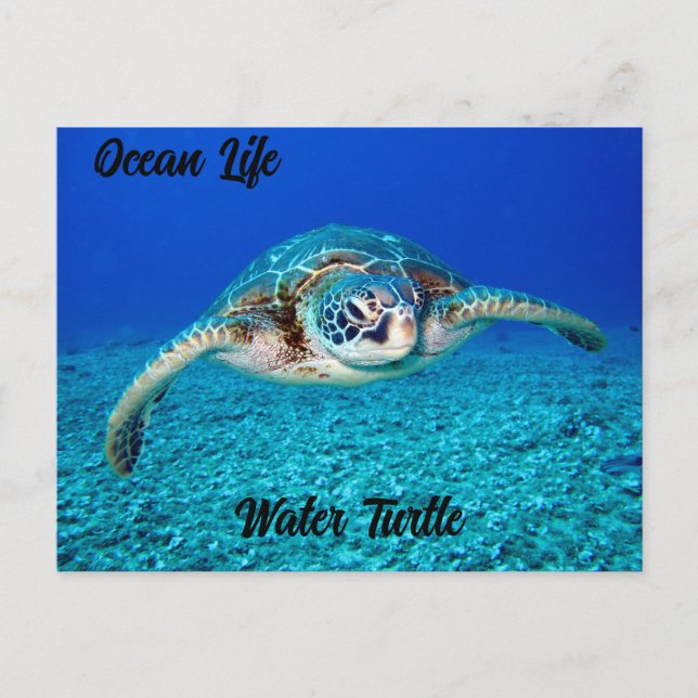 Ocean Life Water Turtle Postcard (Front)