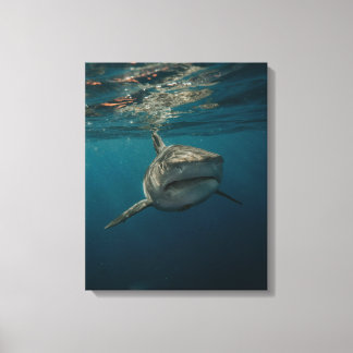 Ocean Predator Stretched Canvas Print